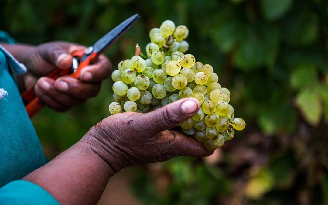 Chenin Blanc: From workhorse to the world stage