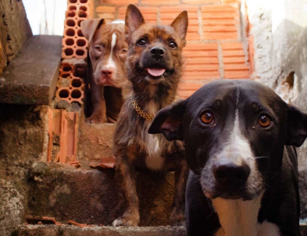 Midrand SPCA champions step behind bars for Mandela Day to protect animals from cruelty