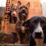 Midrand SPCA champions step behind bars for Mandela Day to protect animals from cruelty