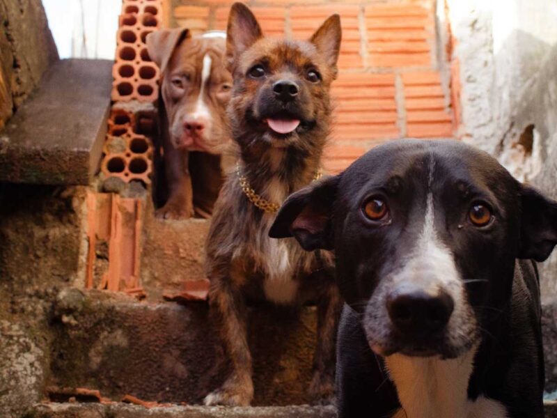 Midrand SPCA champions step behind bars for Mandela Day to protect animals from cruelty