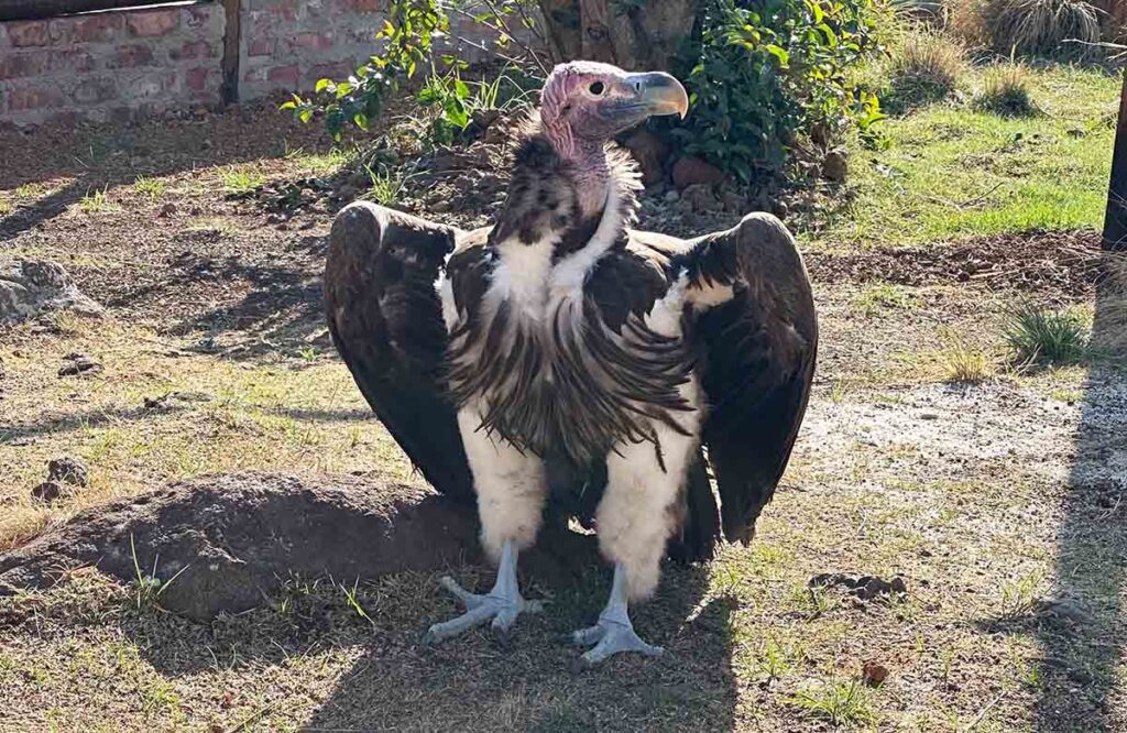Top birding destinations in Africa – Lappet-faced Vultures remain crucial to the continent’s eco-tourism sector