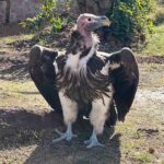 Top birding destinations in Africa – Lappet-faced Vultures remain crucial to the continent’s eco-tourism sector