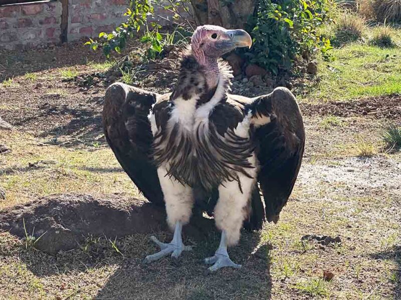 Top birding destinations in Africa – Lappet-faced Vultures remain crucial to the continent’s eco-tourism sector