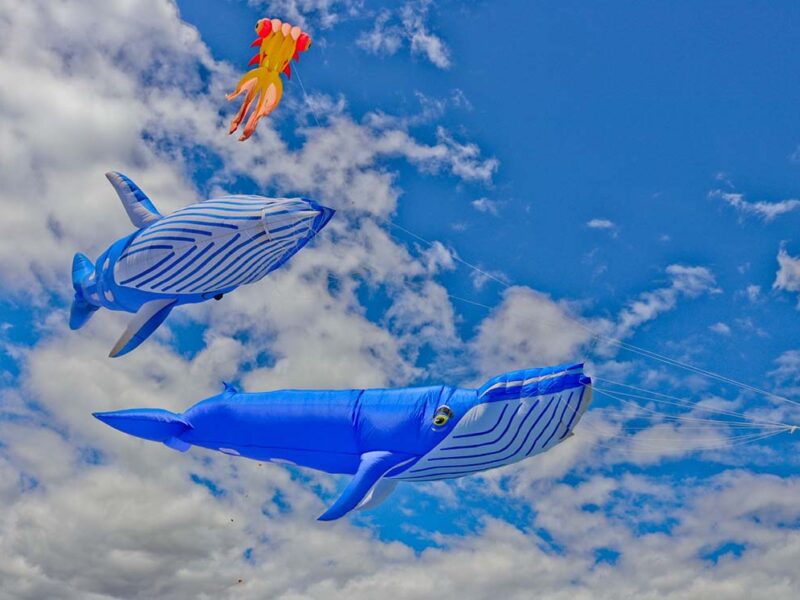 Colour the sky at the Cape Town International Kite Festival at Youngsfield Military Base